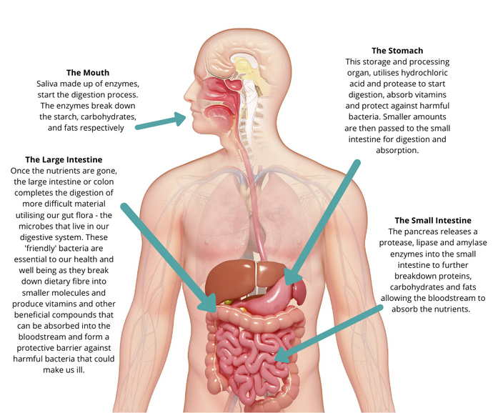 What do the digestive system and Ecoworks Marine have in common?